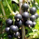 25% Off Cassis  (Blackcurrant) Vela - Imagen 4
